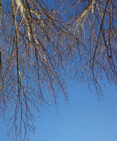 河北大部昨夜雨雪飄灑 今天霾散空氣質(zhì)量轉(zhuǎn)好