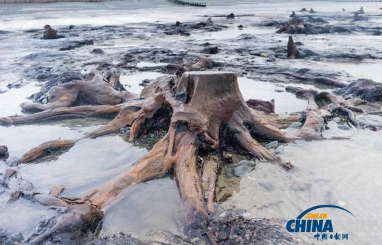 英國遭遇強風暴，大風出土5000年前的森林遺址。