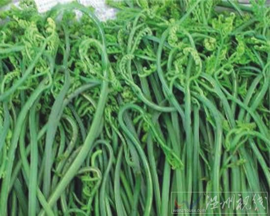 蕨菜圖片