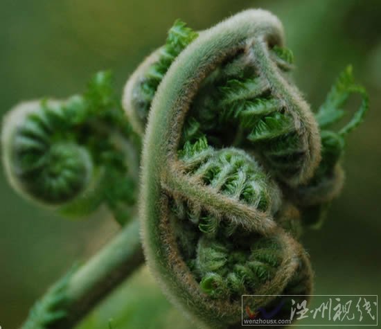 蕨菜圖片