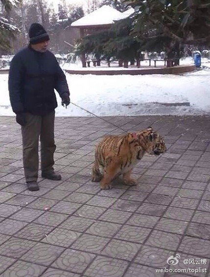 飼養(yǎng)員公園遛老虎 幼虎后腿殘疾需要鍛煉