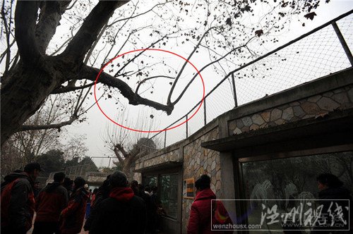 男子是爬樹跳進(jìn)去的