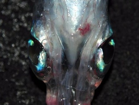 四眼怪魚(yú)