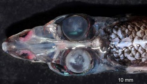 四眼怪魚(yú)