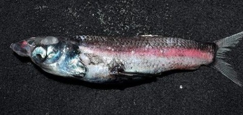 四眼怪魚(yú)
