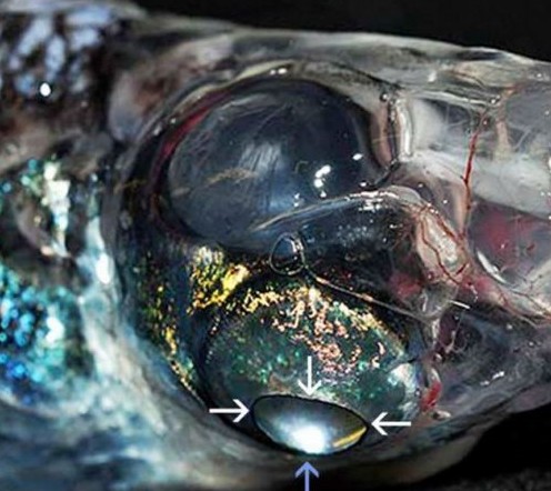 四眼怪魚(yú)