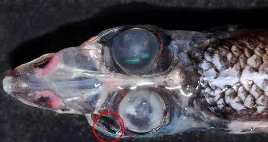 四眼怪魚(yú)