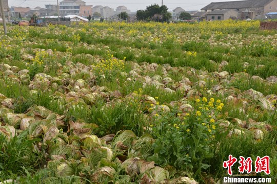 浙江溫嶺大白菜賣不出去 千畝地有大半已經抽薹