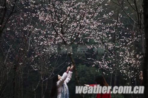 長沙連續陰雨天氣，桃花花期櫻花花期推遲