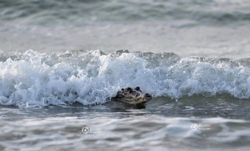 澳大利亞鱷魚沖浪