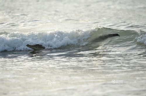 澳大利亞鱷魚沖浪