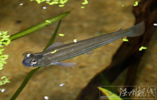 四眼怪魚(yú)