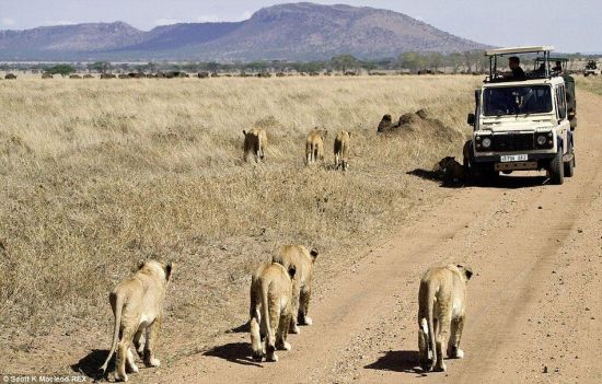 動物世界獅子和水牛 11頭獅子圍攻1頭水牛