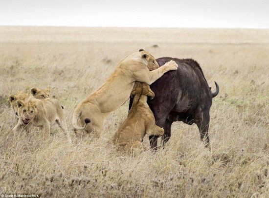 動(dòng)物世界獅子和水牛 11頭獅子圍攻1頭水牛