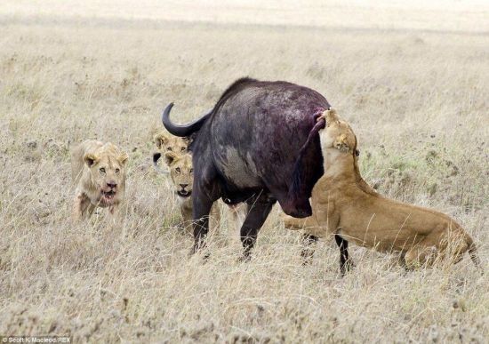 動物世界獅子和水牛 11頭獅子圍攻1頭水牛
