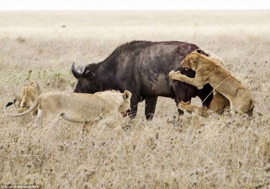 動物世界獅子和水牛 11頭獅子圍攻1頭水牛