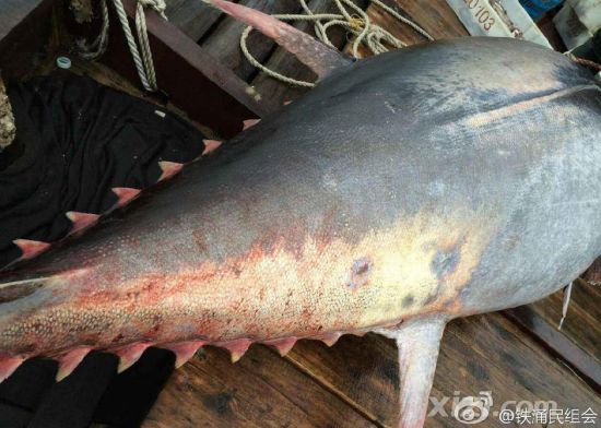廣東漁民捕獲680斤藍(lán)鰭金槍魚