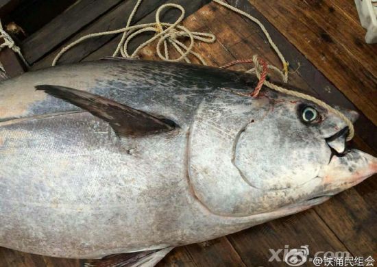 廣東漁民捕獲680斤藍(lán)鰭金槍魚