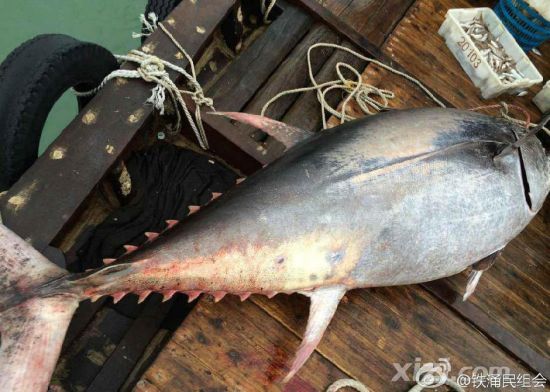 廣東漁民捕獲680斤藍(lán)鰭金槍魚