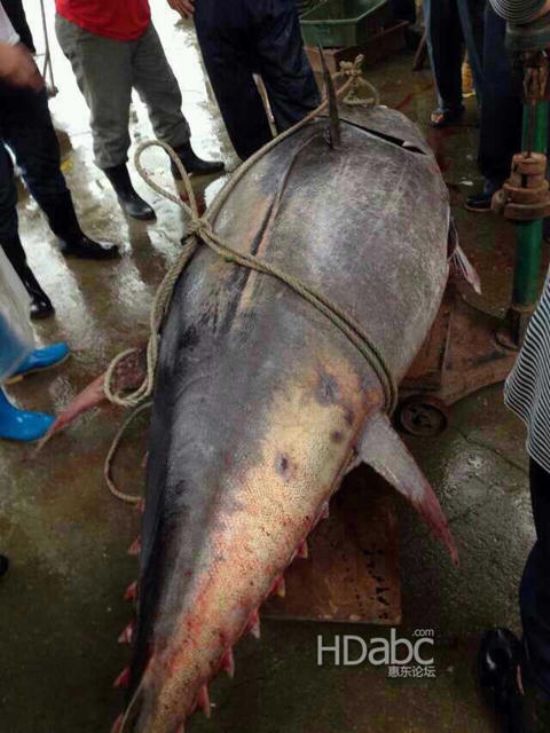藍(lán)鰭金槍魚價(jià)格昂貴已瀕臨滅絕，2014年5月11日廣東漁民捕獲680斤藍(lán)鰭金槍魚