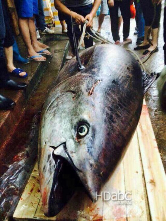 藍(lán)鰭金槍魚價(jià)格昂貴已瀕臨滅絕，2014年5月11日廣東漁民捕獲680斤藍(lán)鰭金槍魚