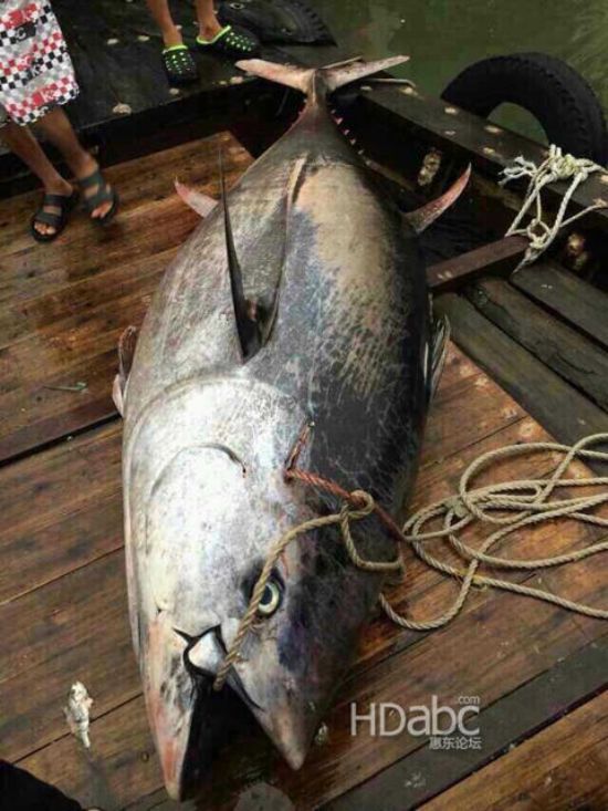 藍(lán)鰭金槍魚價(jià)格昂貴已瀕臨滅絕，2014年5月11日廣東漁民捕獲680斤藍(lán)鰭金槍魚