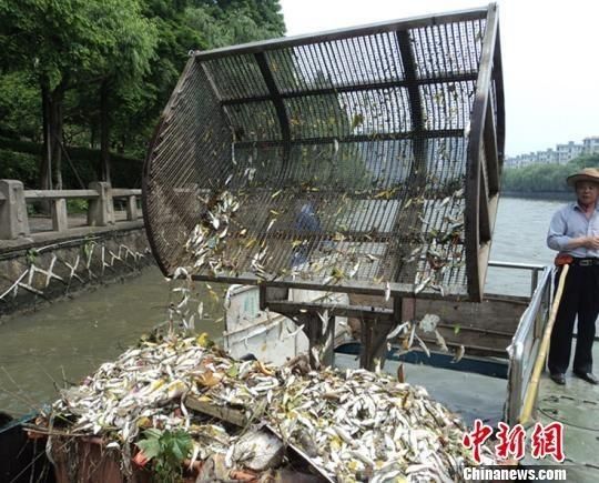 杭州大運(yùn)河死魚