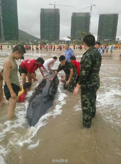 虎頭鯨被臺風吹上廣東沙灘