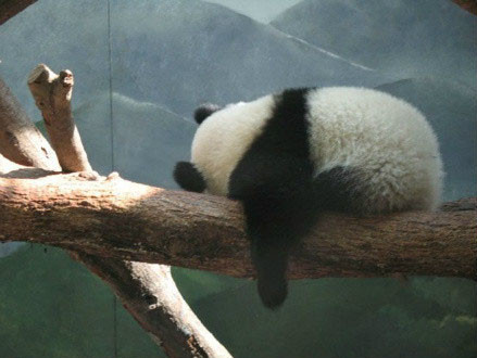 南京大媽在動物園門前跳廣場舞致大熊貓心律不齊