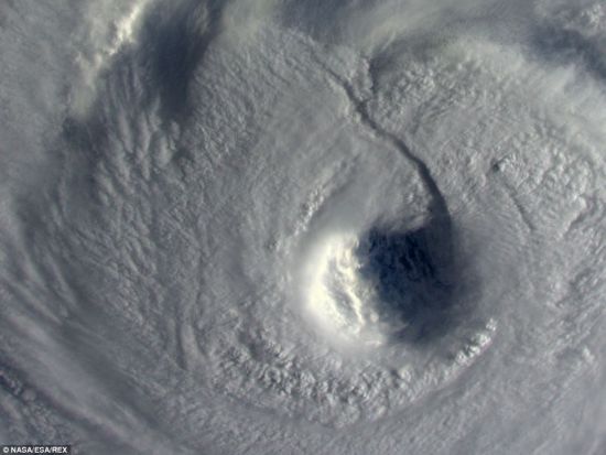 浣熊登陸日本