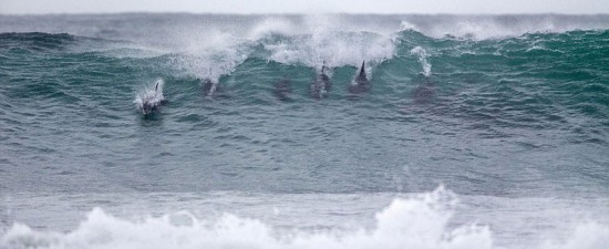 海豚闖沖浪比賽
