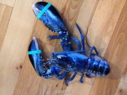 藍色龍蝦市場價格多少