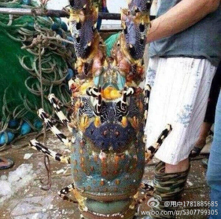 浙江漁民捕到近1米長神蝦