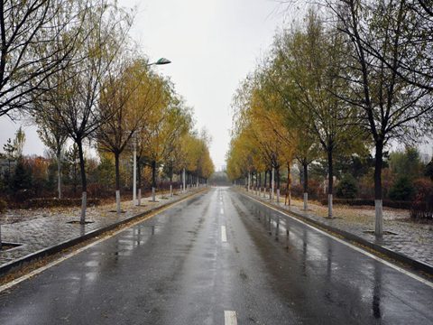 南方樹葉還很綠，內(nèi)蒙古已經(jīng)秋葉落盡