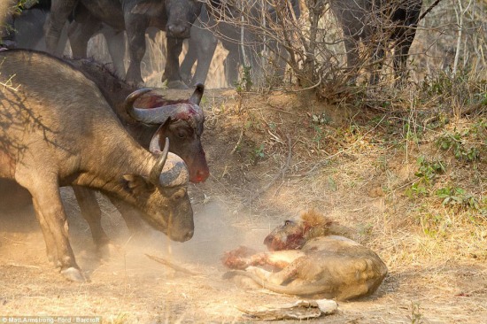 水牛奇跡將獅子殺死