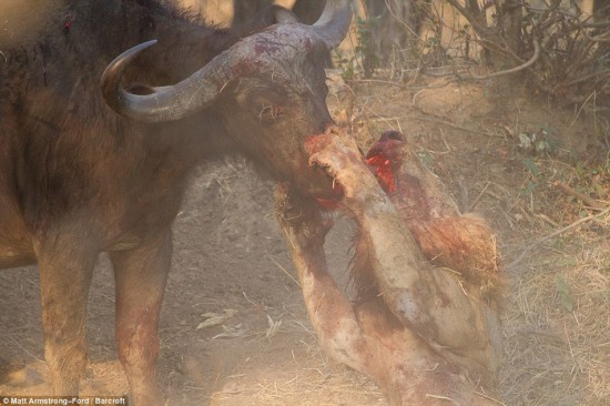 水牛奇跡將獅子殺死
