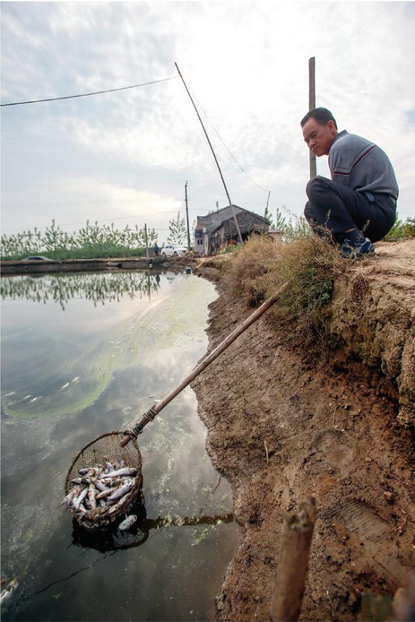 350萬(wàn)斤鮰魚(yú)死亡