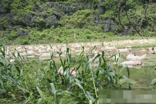 廣西一養殖場被淹