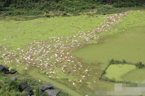 廣西一養殖場被淹