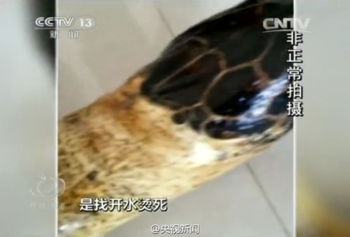 百歲龜遭開(kāi)水燙死