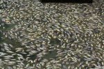 廈門松柏湖現(xiàn)大量死魚