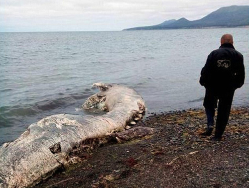 海灘驚現怪獸尸體