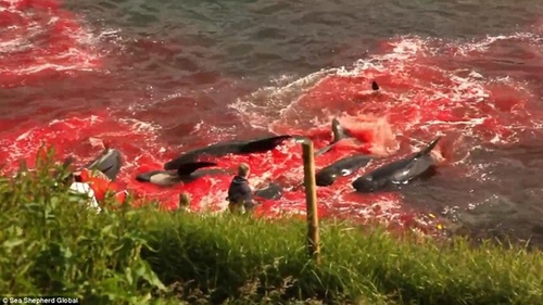 鯨魚被宰殺