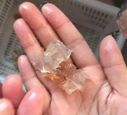 瑞安出現(xiàn)注膠蝦