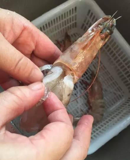 瑞安出現(xiàn)注膠蝦
