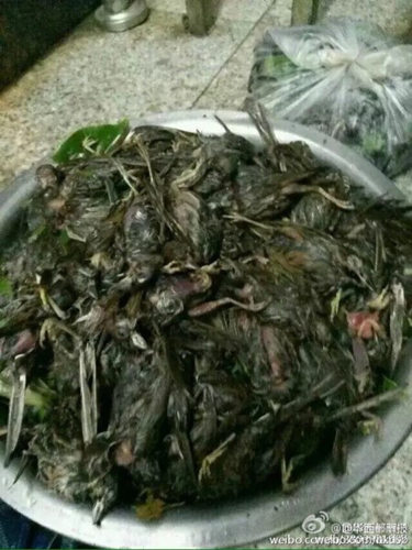 有網友發圖撿到一大盆被砸死的鳥兒。
