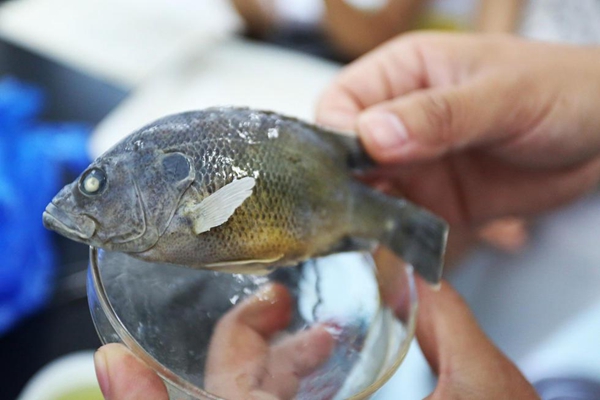 大別山現綠太陽魚