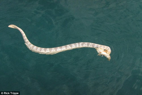 海蛇石魚生死戰