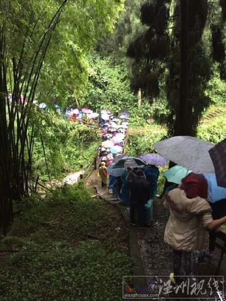 峨眉山大樹傾倒砸死游客圖片