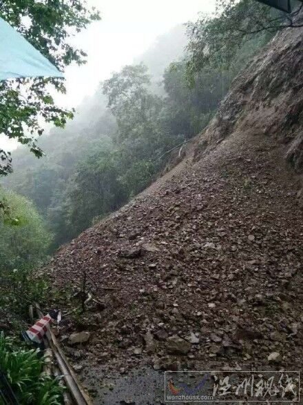大樹傾倒砸死游客
